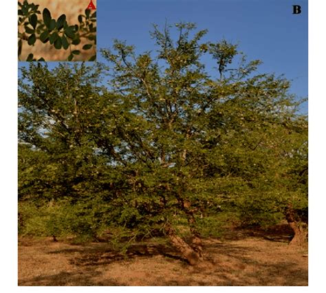 A) Limonia acidissima L. leaves; (B) habitat of the plant. | Download Scientific Diagram