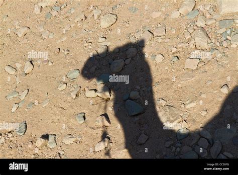 Camel shadow desert hi-res stock photography and images - Alamy