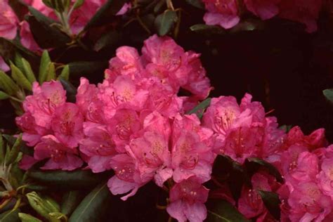 Top 15 Common Rhododendron Varieties (With Pictures)