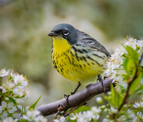 Kirtland's Warbler - Owen Deutsch Photography