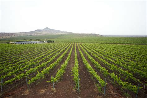 Fratelli Vineyards: the perfect weekend getaway for wine lovers! | India.com