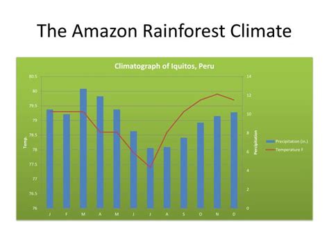 PPT - Amazon Rainforest PowerPoint Presentation - ID:2108318