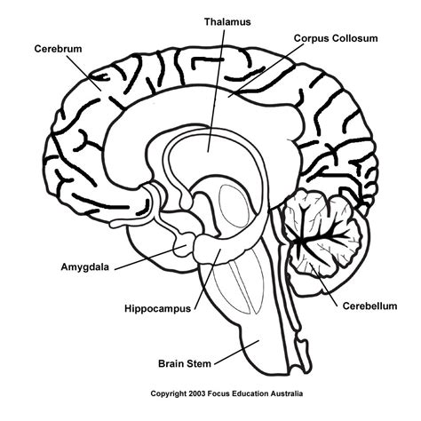 Brain Drawing With Labels at GetDrawings | Free download