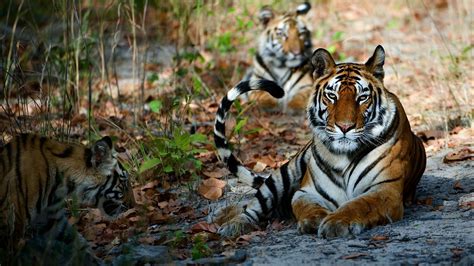 Tadoba Jungle Safari — Best Resort | National parks, Jungle safari, Wildlife tourism