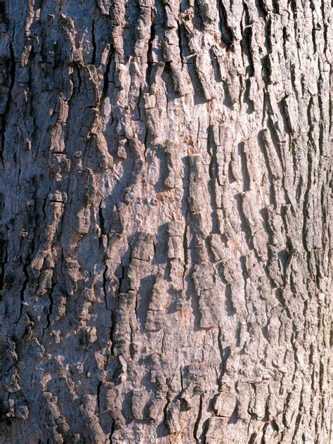 elm tree bark identification - Lakendra Byrnes