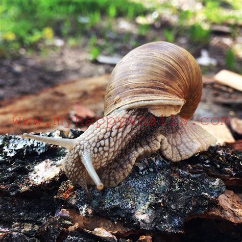 Awesome land snail Helix Pomatia. Great as pet snail :) | Pet snails ...