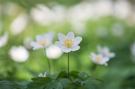 Wildflower Wood Anemone (Anemone Nemorosa), or Sylvie Anemone Stock ...