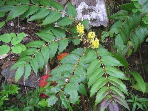 Mahonia nervosa (longleaf Mahonia) | Oregon grape, Plant leaves, Plants