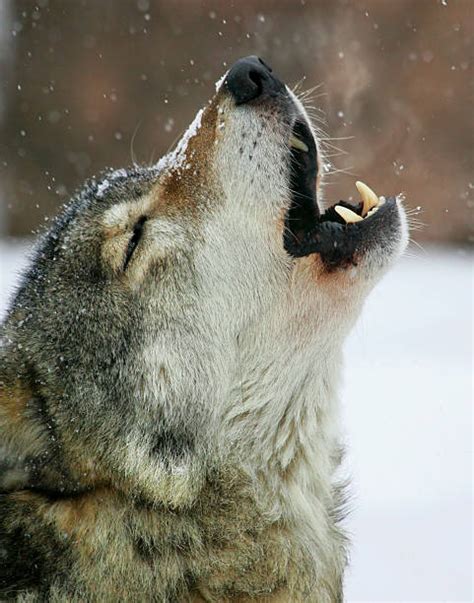 200+ Wolf Howling On The Moon In The Forest Stock Photos, Pictures ...