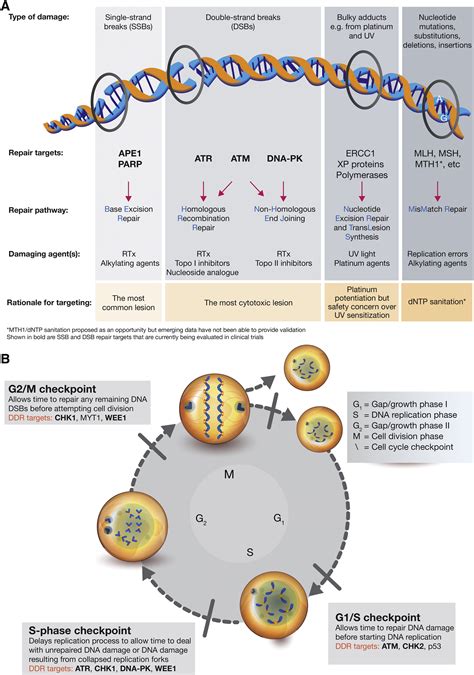 Targeting the DNA Damage Response in Cancer: Molecular Cell