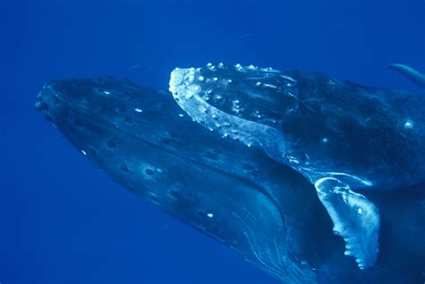 Humpback Whale Breeding