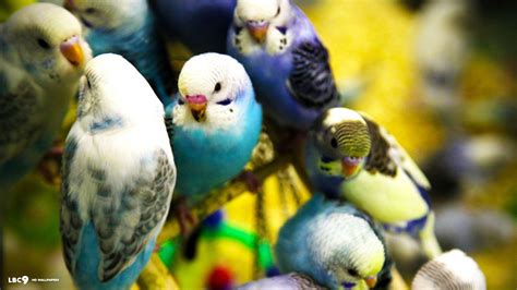 Budgie Wallpapers - Wallpaper Cave