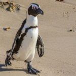 Penguin Species - A-Z Facts List Of Types