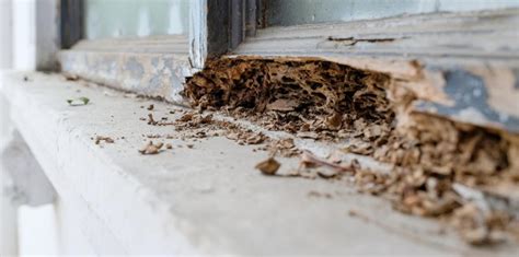 Residential Termite Treatment | Termite Specialists | Gregory