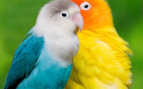 Love Birds wallpaper | animals | Wallpaper Better