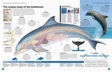 Image Result For Dolphin Anatomy Marine Biology Vet Medicine Dolphins | Images and Photos finder