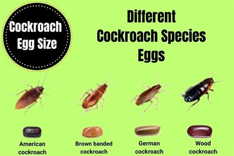 Cockroach Eggs Size - A Visual Guide - The Cockroach Facts