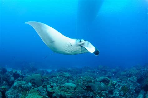 Giant manta ray nursery discovered in Gulf of Mexico