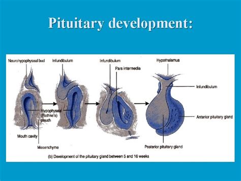 Pituitary Gland Pituitary development The Master Gland n