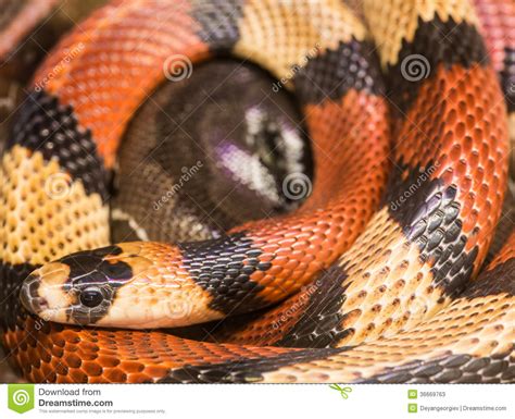 Red milk snake stock image. Image of tongue, snake, animal - 36669763