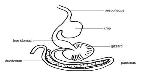 File:Anatomy and physiology of animals Stomach & small intestine of hen ...