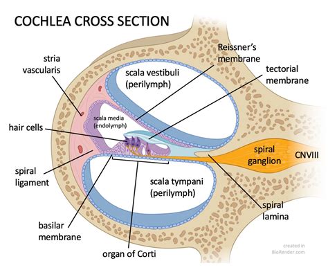 Basilar Membrane Diagram