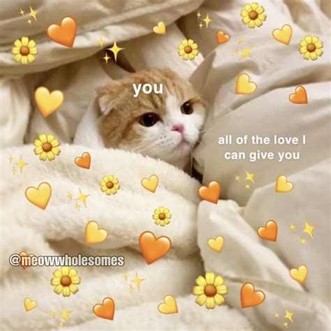 🖤 10+ Cute Cat Coronary heart Meme - 2022