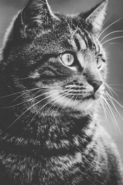 Greyscale Photography of Tabby Cat · Free Stock Photo