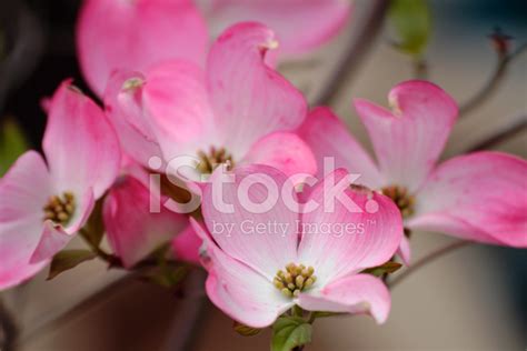 Red Flowering Dogwood Stock Photo | Royalty-Free | FreeImages