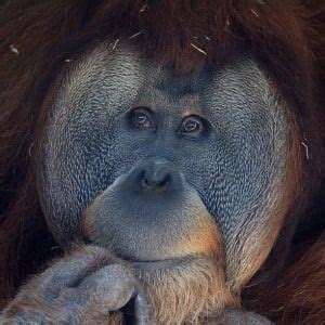 Animal List | Birmingham Zoo