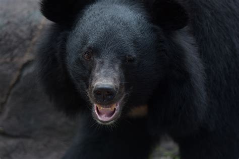 Formosan Black Bear (Ursus thibetanus formosanus) | Travis Fu | Flickr