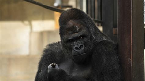 Surprisingly handsome male gorilla excites women - CNN.com