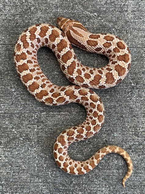 Western Hognose Snake for sale