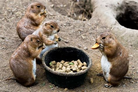 Prairie dogs eating together | Prairie dog, Dogs, National geographic photos