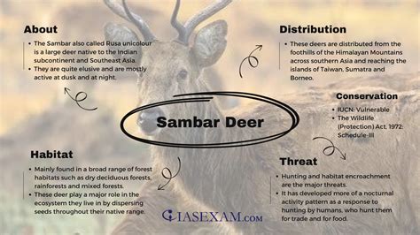 Sambar Deer - IAS EXAM