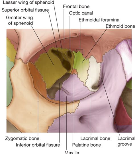 Orbital Plates Of Frontal Bone