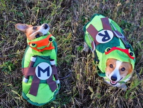 Teenage Mutant Ninja Turtle | 90 Corgis In Costumes Dog Halloween ...