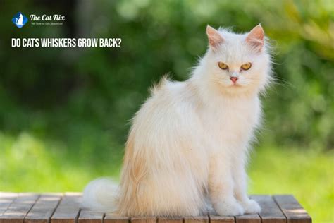 Do cats whiskers grow back? Discover the Truth about Whisker ...