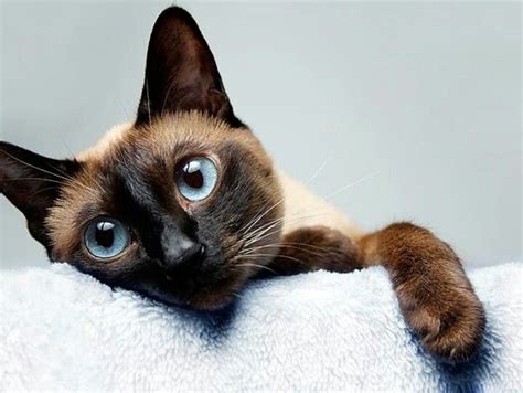 Gorgeous Siamese cat Chocolate point.♥♥ | Siamese Cats | Pinterest