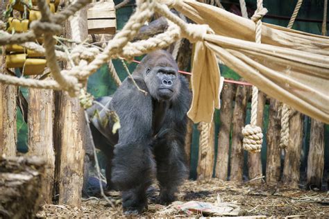 The Gorilla Kiburi joins new family at London Zoo • Loro Parque