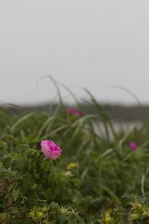 Salt-Spray Rose | at North Lighthouse, Block Island, RI | JD | Flickr