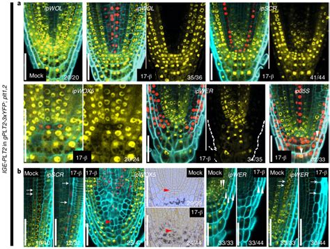 An inducible genome editing system for plants (Nature Plants) | Plantae