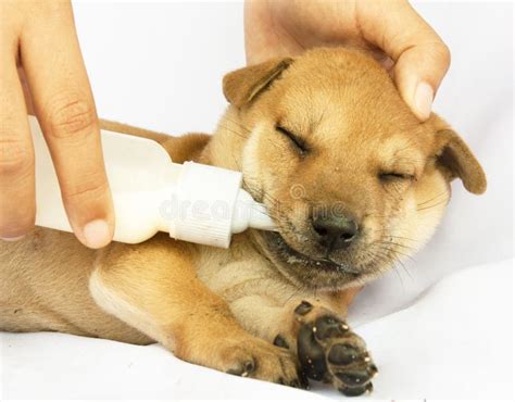 Puppy Drinking Milk From A Baby Bottle Stock Photo - Image of help, care: 18614086