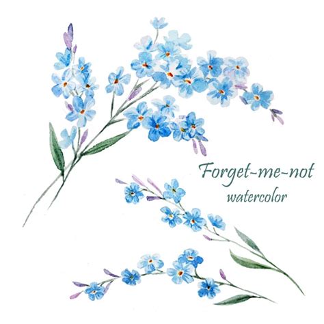 Forget-me-not, watercolor painting — Stock Photo © ZeninaAsya #63271199