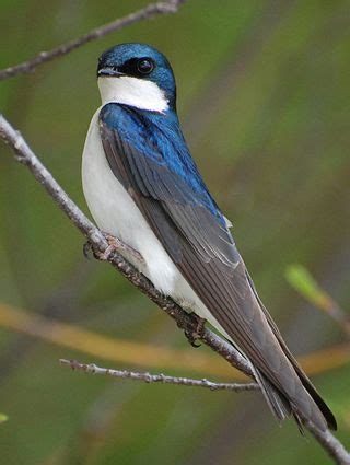 Barn Swallow | Barn swallow, Pet birds, Beautiful birds