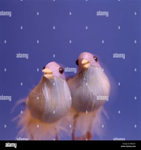 Love birds, Pair of model doves. The dove is often used to signify love ...