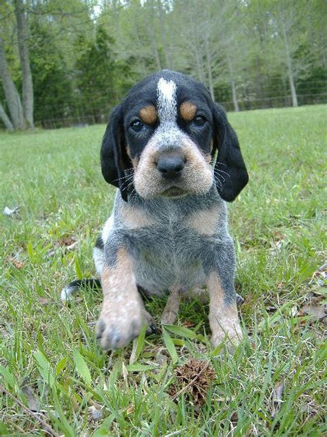 Bluetick Coonhound Info, Temperament, Puppies, Mix, Pictures