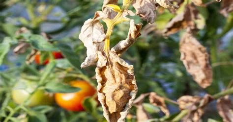 Fusarium wilt of tomato - disease cycle and epidemiology - Agronomy