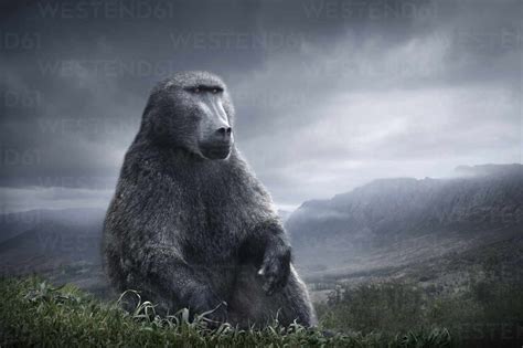 Baboon sitting on hilltop over remote landscape stock photo