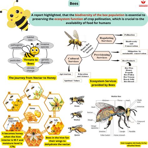 Biodiversity of the bee population critical for ecosystems - INSIGHTS IAS - Simplifying UPSC IAS ...
